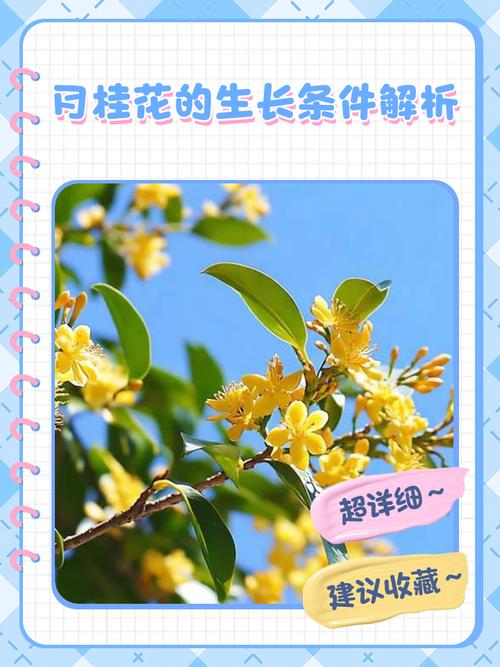 梦见月桂花的寓意揭示背后隐藏的财富密码是哪些？