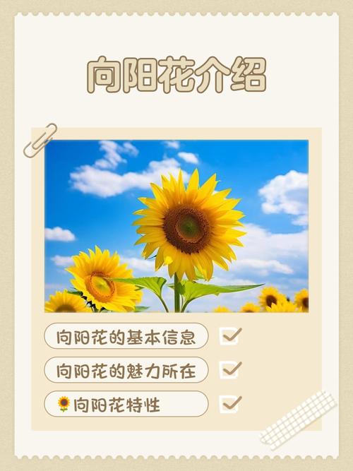 梦见野花寓意揭秘5个心理学视角解析 梦见野花寓意揭秘5个心理学视角解析