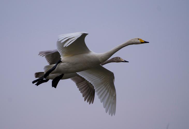 梦见天鹅飞翔的象征意义及其背后的解析