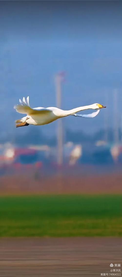 梦见天鹅飞翔的象征意义及其背后的解析