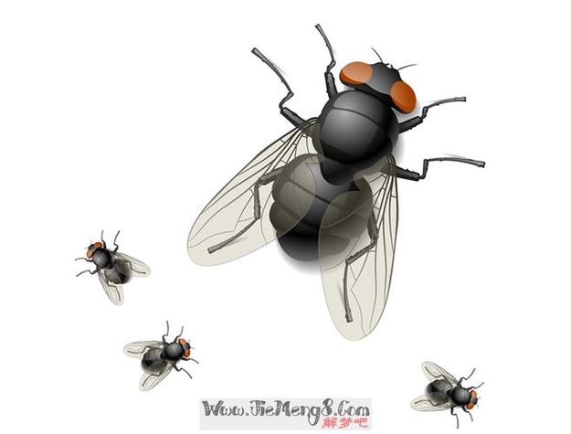 梦见很多苍蝇意味着哪些？高效解析心理暗示与解决方案