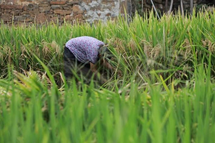 梦见种地 vs 梦见丰收如何解读这些梦境的深层含义？