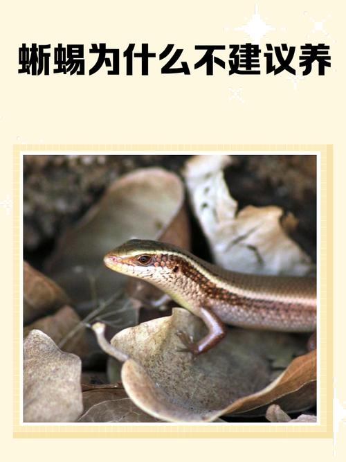 梦见蜥蜴爬行解析心理暗示 vs 生活启示，哪个更值得关注？