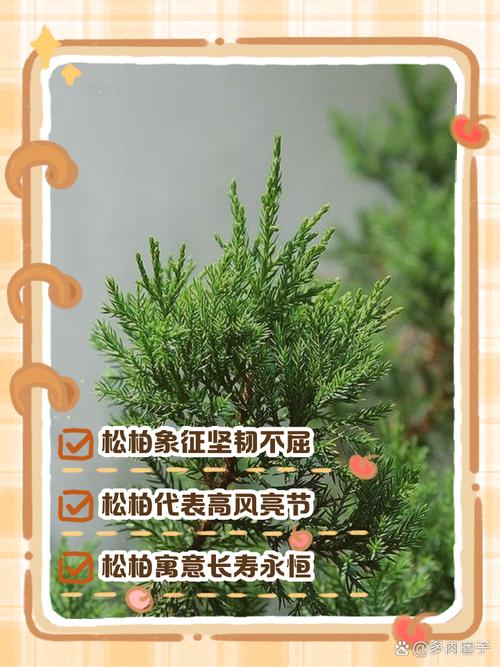 梦见柏树象征何意？解读梦境背后的深层含义和高效解决方案