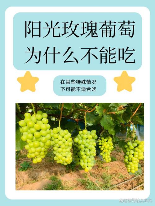 梦见葡萄园预示哪些征兆？揭示潜藏寓意与心理分析