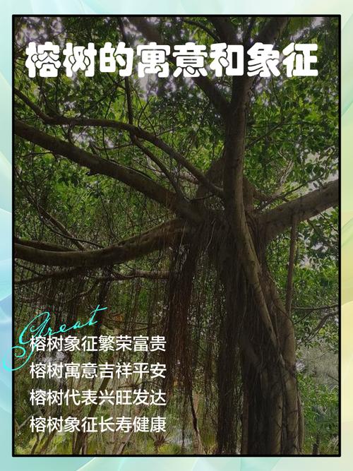 梦见坐在树上预示哪些？揭开隐藏含义的惊人之处！