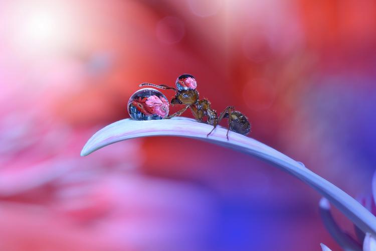 梦见蓝莓的深刻心理暗示解密梦境中的内心情感！