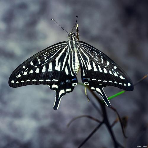 梦见黑蝴蝶象征哪些?解读你潜意识中的奥秘 梦见黑蝴蝶象征哪些?解读你潜意识中的奥秘