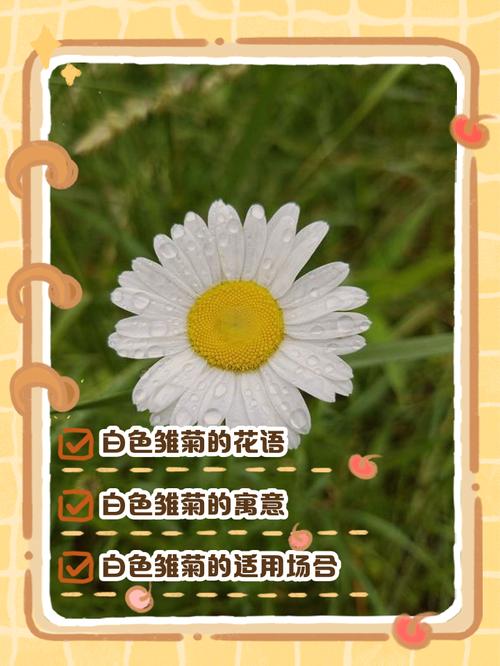 梦见雏菊揭秘3大心理暗示及12种解梦方法