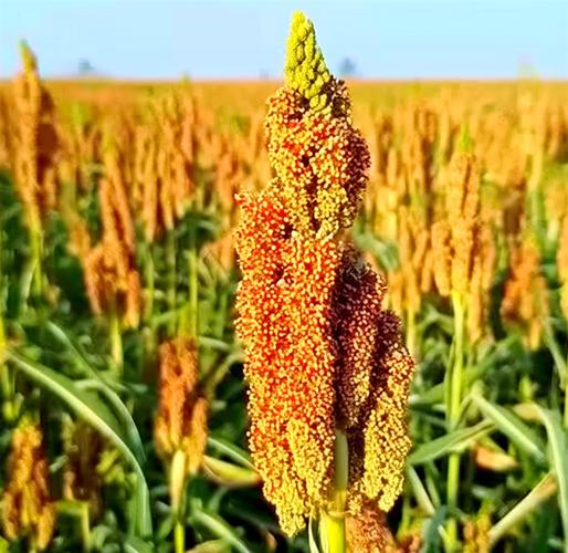 梦见高粱象征哪些?解读与现实生活的异同分析 梦见高粱象征哪些?解读与现实生活的异同分析