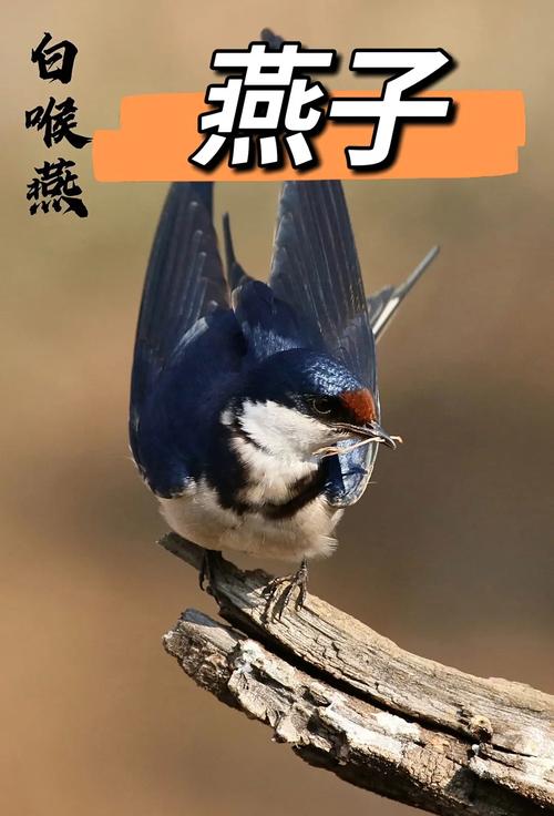 揭秘梦见燕子的5个深层次寓意,开启好运新篇章 揭秘梦见燕子的5个深层次寓意,开启好运新篇章