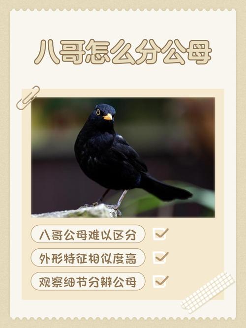 梦见八哥象征意寓是哪些？深度解析与高效解决方案