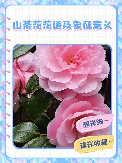 梦见山茶花寓意解析高效解决生活烦恼的方案 梦见山茶花寓意解析高效解决生活烦恼的方案