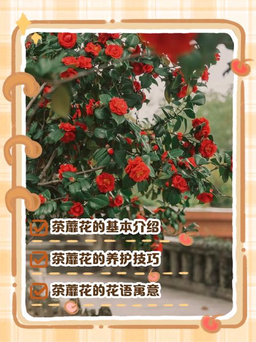 梦见山茶花寓意解析高效解决生活烦恼的方案 梦见山茶花寓意解析高效解决生活烦恼的方案