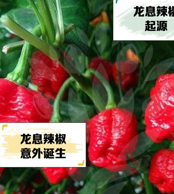 梦见红辣椒的5种解读及其象征意义详解 梦见红辣椒的5种解读及其象征意义详解