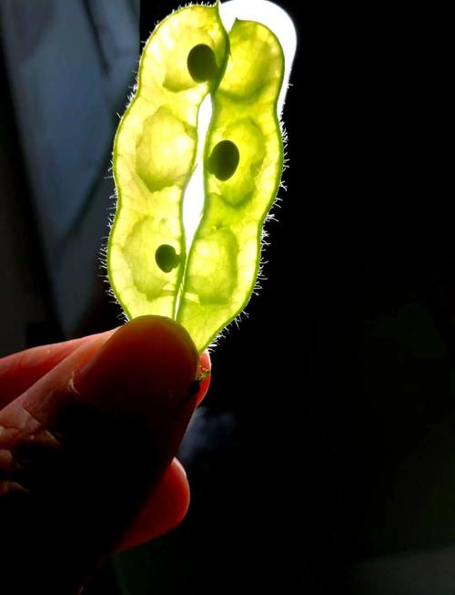 深入解析梦见豆荚的象征意义，提升生活幸福感