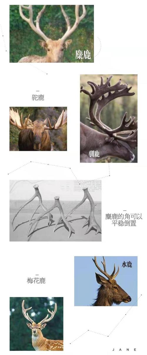 梦见菱形的心理解析与吉祥象征深入探讨用户情感共鸣 梦见菱形的心理解析与吉祥象征深入探讨用户情感共鸣