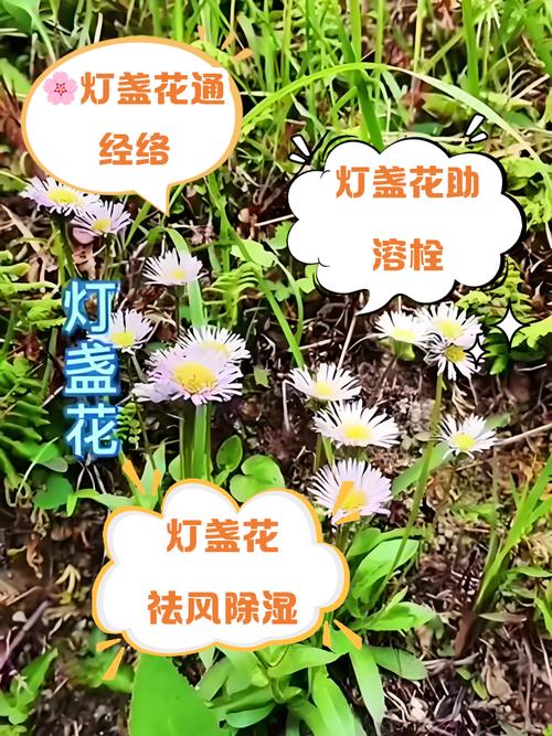 梦见烛花预示哪些？深度解析含义及高效解决方案