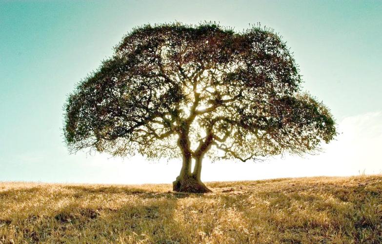 梦见榆树与梦境解析心理暗示或生活转机的对比探索