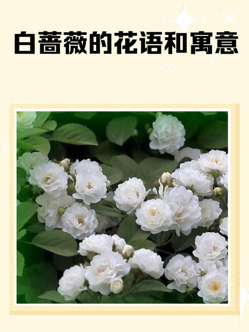 梦见白花寓意揭露,隐藏的秘密暗示着哪些? 梦见白花寓意揭露,隐藏的秘密暗示着哪些?