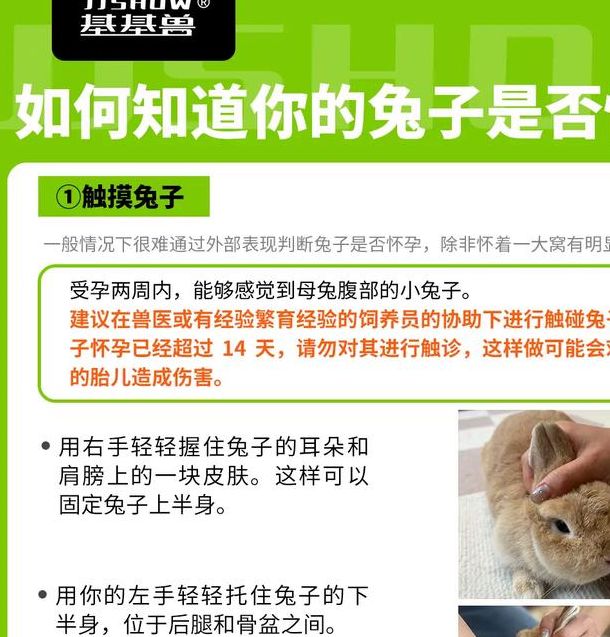 解梦野兔象征的心理暗示及注意事项解析