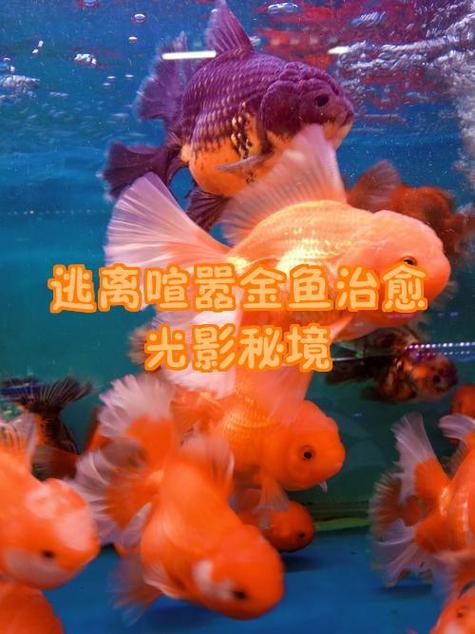 梦见五彩鱼寓意解析好运象征?现实启示?揭秘梦境背后的真实影响 梦见五彩鱼寓意解析好运象征?现实启示?揭秘梦境背后的真实影响