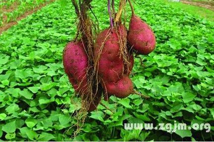 梦见食品预示哪些?揭示梦境背后含义及高效解决方案 梦见食品预示哪些?揭示梦境背后含义及高效解决方案