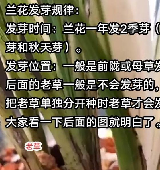 梦见兰花发芽意味着哪些?揭示背后的心理暗示与方法 梦见兰花发芽意味着哪些?揭示背后的心理暗示与方法
