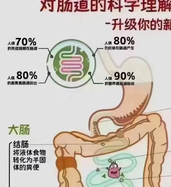 梦见肠子象征意义深度解析及高效应对方案 梦见肠子象征意义深度解析及高效应对方案