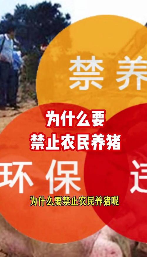 梦见喂猪的详细解读蕴含丰富财运与生活启示！