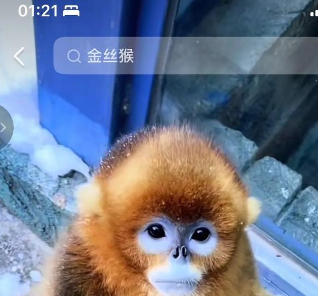 梦见金丝猴暗示哪些?揭晓背后隐藏的心理秘密! 梦见金丝猴暗示哪些?揭晓背后隐藏的心理秘密!