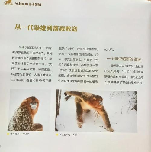 梦见金丝猴暗示哪些?揭晓背后隐藏的心理秘密! 梦见金丝猴暗示哪些?揭晓背后隐藏的心理秘密!