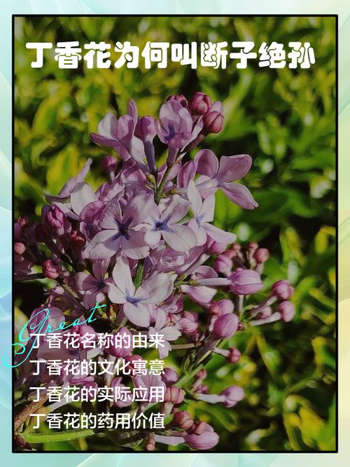 梦见丁香花象征意义解析独特内涵与心理暗示 梦见丁香花象征意义解析独特内涵与心理暗示