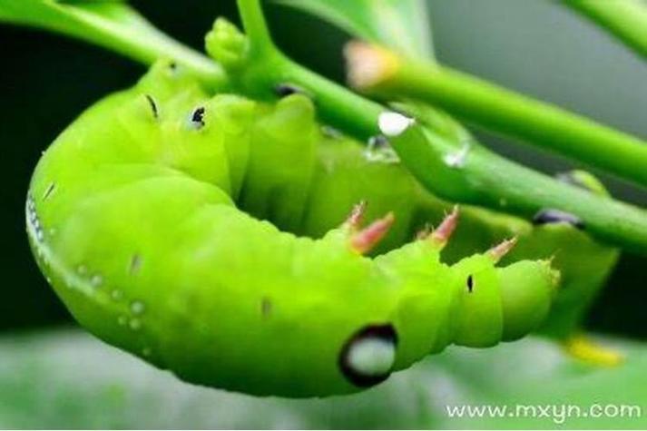 梦见青虫的8个心理学解读，专家权威解析