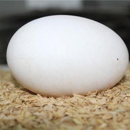梦见鹅蛋预示哪些财富玄机?解码梦境奥秘! 梦见鹅蛋预示哪些财富玄机?解码梦境奥秘!