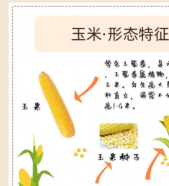 梦见玉米深度解析揭示背后的象征与心理暗示