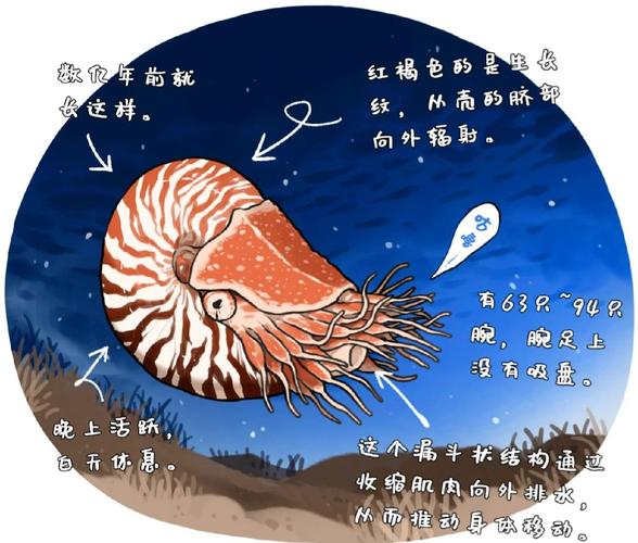 梦见海螺寓意与心理探索梦境解读 vs 潜意识发现 梦见海螺寓意与心理探索梦境解读 vs 潜意识发现