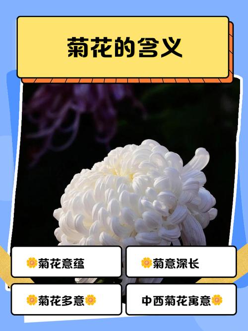 梦见白菊花寓意深远情感变化与内心平和的对照分析 梦见白菊花寓意深远情感变化与内心平和的对照分析