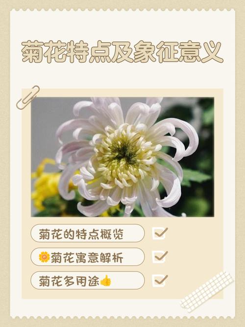 梦见白菊花寓意深远情感变化与内心平和的对照分析 梦见白菊花寓意深远情感变化与内心平和的对照分析