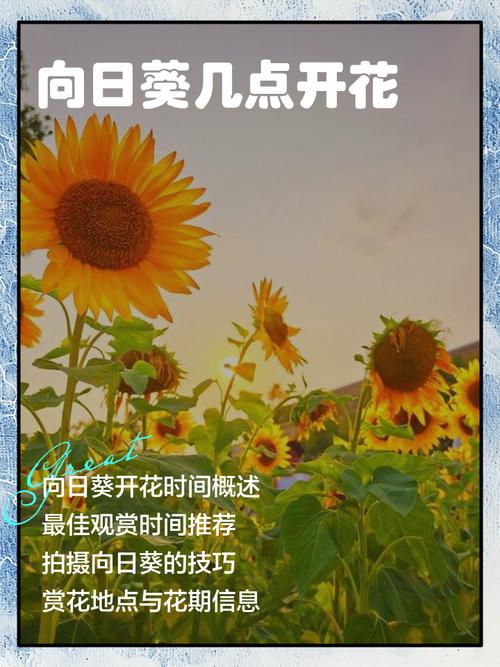 梦见向日葵开花预示成功如何借助积极暗示实现目标？