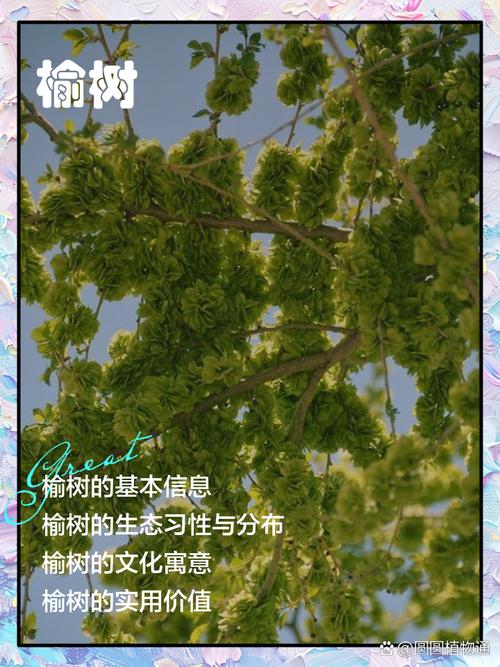 梦见榆树 vs 其他树木解读寓意，探索梦境象征背后的心理密码