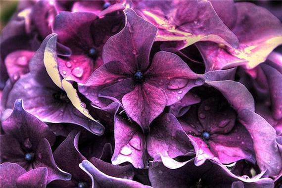 揭秘梦见紫色的5大象征意义与心理暗示 揭秘梦见紫色的5大象征意义与心理暗示