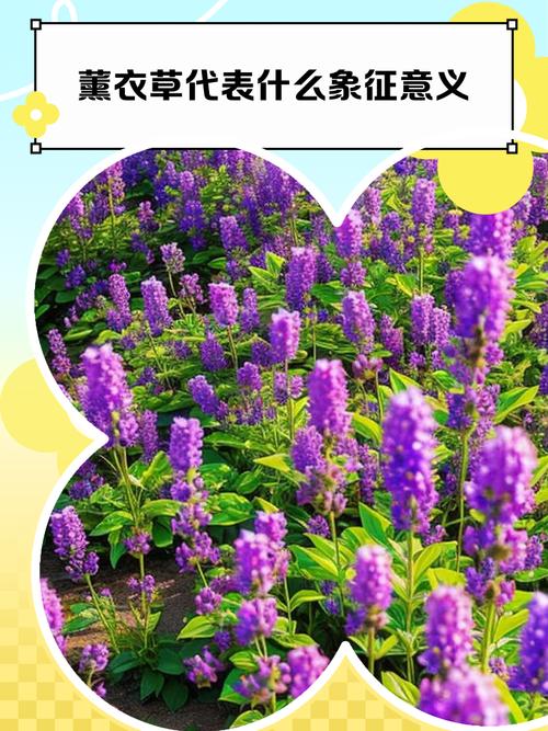 梦见薰衣草象征哪些？深度解析与灵感启示及含义探究