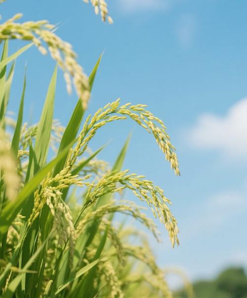 梦见小麦象征丰收?探索心理暗示与潜在意义 梦见小麦象征丰收?探索心理暗示与潜在意义