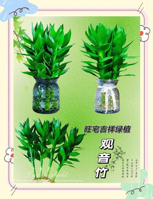 梦见富贵竹寓意解析，惊喜的梦境象征如何解读财富与好运的暗示！