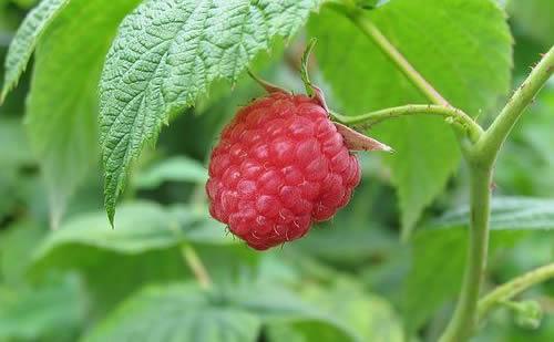 梦见木莓意味着哪些？揭示背后的神秘心理象征！