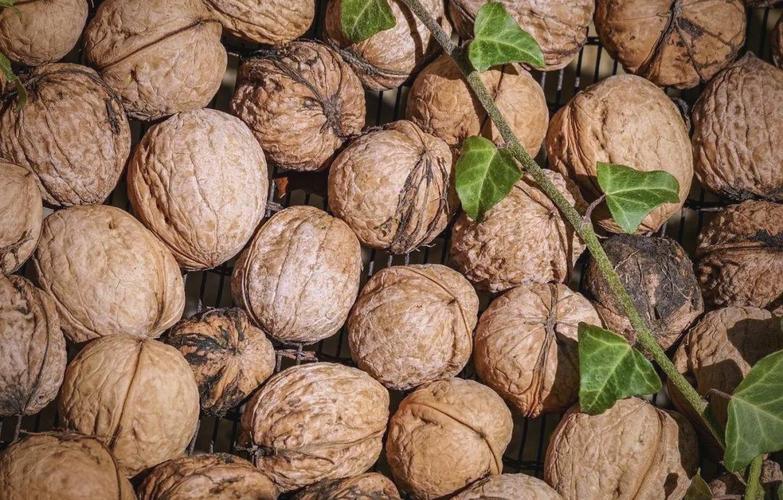 梦见核桃树象征哪些寓意？探索潜在心理和运势解读