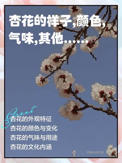 梦见杏花开预示着哪些？解读梦境象征与心理暗示