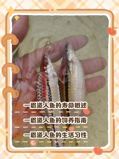 梦见桂鱼象征哪些？解读梦境背后隐藏的6种心理暗示