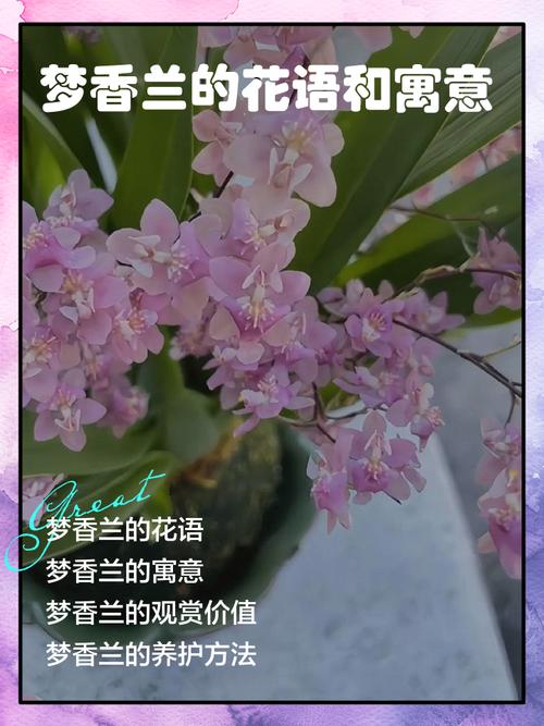 梦见开花的心理解析深层次情感揭示与生活愿景探讨